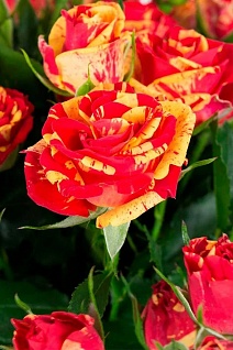 Роза спрей (миниатюрная) Файр Флеш/ЦКор