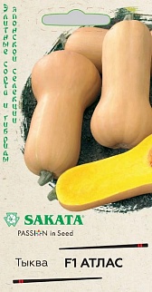 Тыква F1 Атлас, 5 шт. Саката.