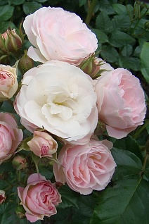 Роза мускусные гибриды Букет Парфе/ЦКор