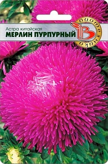 Астра китайская Мерлин Пурпурный, 50 шт. Биотехника
