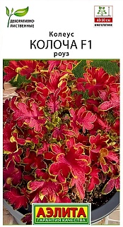 Колеус Колоча F1 роуз, 5 шт. 