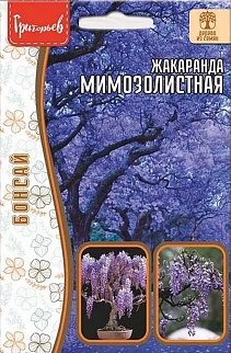 Жакаранда мимозолистная, 5 шт.