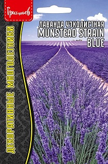 Лаванда узколистная Munstead Strain Blue (Мунстед Стейн Блю), 30 шт.