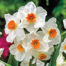 Нарцисс тацеттовидный Гераниум, 12/14, 1 шт.