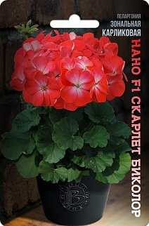 Пеларгония зональная карликовая Нано F1 Скарлет Биколор, 5 шт. Биотехника