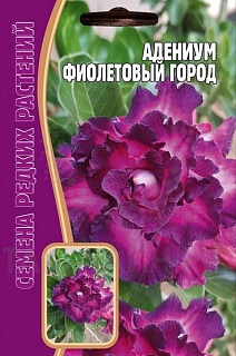 Адениум Фиолетовый Город, 3 шт. Редкие семена.