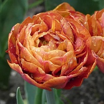 Тюльпан махровый ранний Валдивия, 12/+, 1 шт.