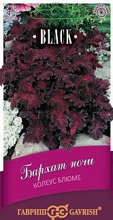 Колеус Бархат ночи, 5 шт. 