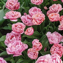 Тюльпан махровый поздний Эмейзинг Грэйс, 11/12, 1 шт.