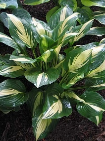 Хоста Американ Свитхерт, 1 шт.