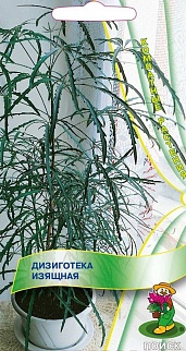 Дизиготека изящная, 5 шт. Комнатные растения