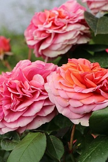 Роза парковая Чиппендейл