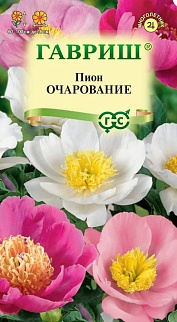 Пион молочноцветковый Очарование, смесь, 3шт.