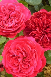 Роза Мейян флорибунда Ред Леонардо да Винчи/ЦКорЛюкс