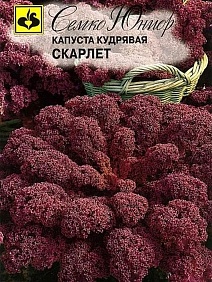 Капуста кудрявая Скарлет, 0,3 г