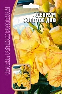 Адениум Золотое Дно, 3 шт.