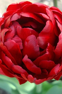 Тюльпан махровый ранний Ред Бейби Долл, 11/12, 1 шт.