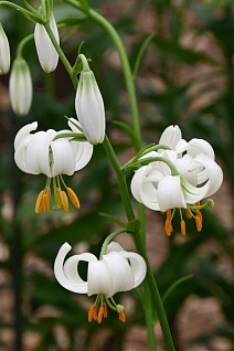 Лилия кудреватая Сноу Морнинг, 12/14, 1 шт.