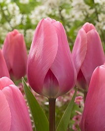 Тюльпан дарвинов гибрид Биг Лов, 11/12, 1 шт.