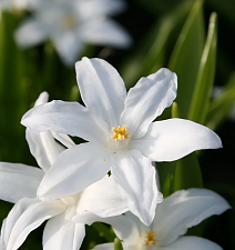 Хионодокса Гигантская Альба, 1 шт.