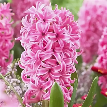 Гиацинт Пинк Перл, 14/15, 1 шт.