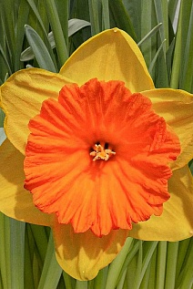 Нарцисс крупнокорончатый Акита, 14/16, 1 шт.