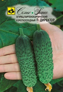 Огурец Директор F1, 5 шт. Семко.