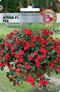 Бальзамин Валлера махровый ампельный Атена F1 Рэд, 8 шт. Биотехника
