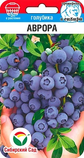 Голубика Аврора, 10 шт.