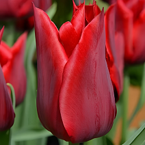 Тюльпан лилиецветный Дженни Батчард, 11/12, 1 шт.