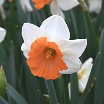 Нарцисс крупнокорончатый Хромоколор, 12/14, 1 шт.