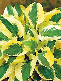 Хоста Брим Кап, 1 шт.