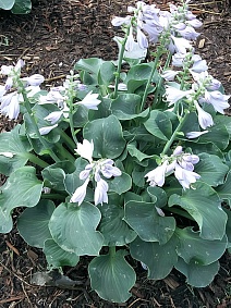 Хоста Раффлд Маус Иэрс, 1 шт.