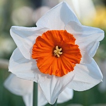 Нарцисс крупноцветковый гофрированный Белла Виста, 12/14, 1 шт.