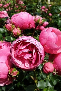 Роза Кордес флорибунда Помпонелла