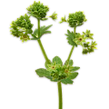 Манжетка