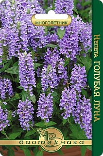 Непета Голубая луна, 8 шт. Биотехника