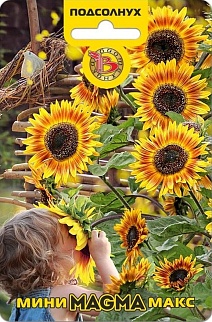 Подсолнух компактный Мини-Макс Магма, 10 шт. Биотехника