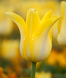 Тюльпан лилиецветный Баллада Голд, 11/12, 1 шт.