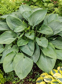 Хоста Эмпересс Ву, 1 шт.