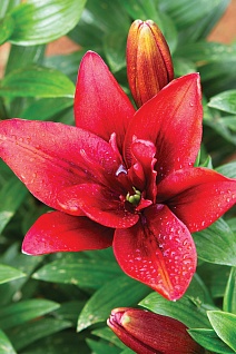 Лилия азиатская махровая Канари Варф, 1 шт.