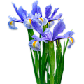 Ирис