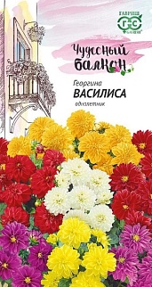 Георгина Василиса, 0,3 г. Чудесный балкон. 