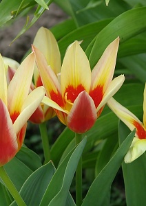 Тюльпан кауфмана Корона, 11/12, 1 шт.