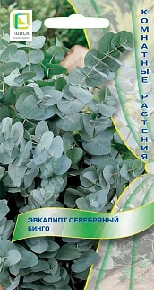Эвкалипт серебряный Бинго, 5 шт.