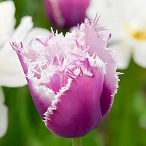 Тюльпан бахромчатый Кьюмминс, 11/12, 1 шт.