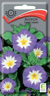 Вьюнок Синее знамя, 1 г.