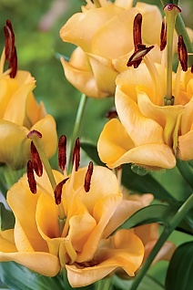 Лилия ЛА-гибрид махровая Априкот Фьюдж, 12/14, 1 шт.