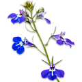 Лобелия
