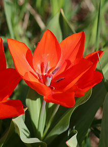 Тюльпан ботанический Фузилиер, 10/11, 1 шт.